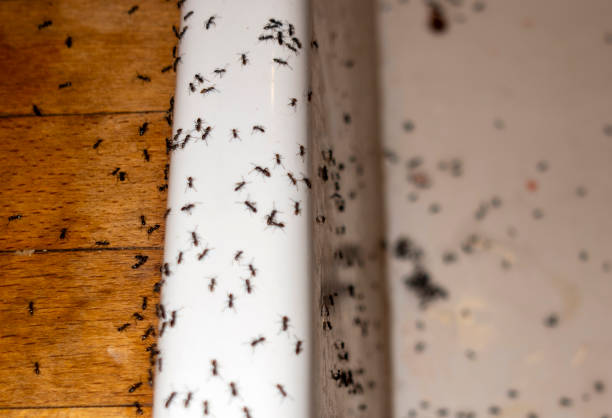 Best Local Pest Control Services  in Ozark, MO