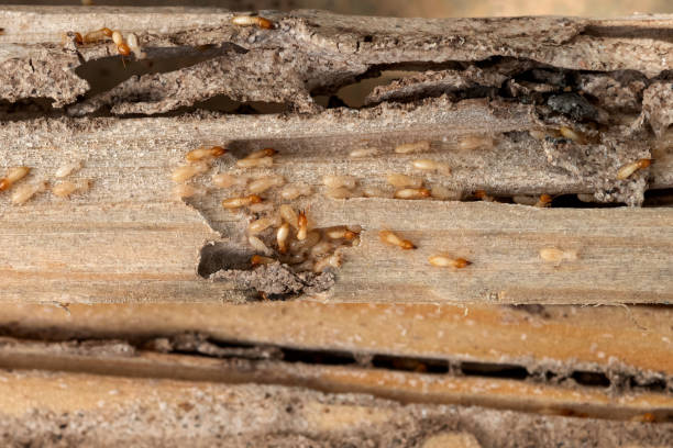 Best Commercial Pest Control Services  in Ozark, MO